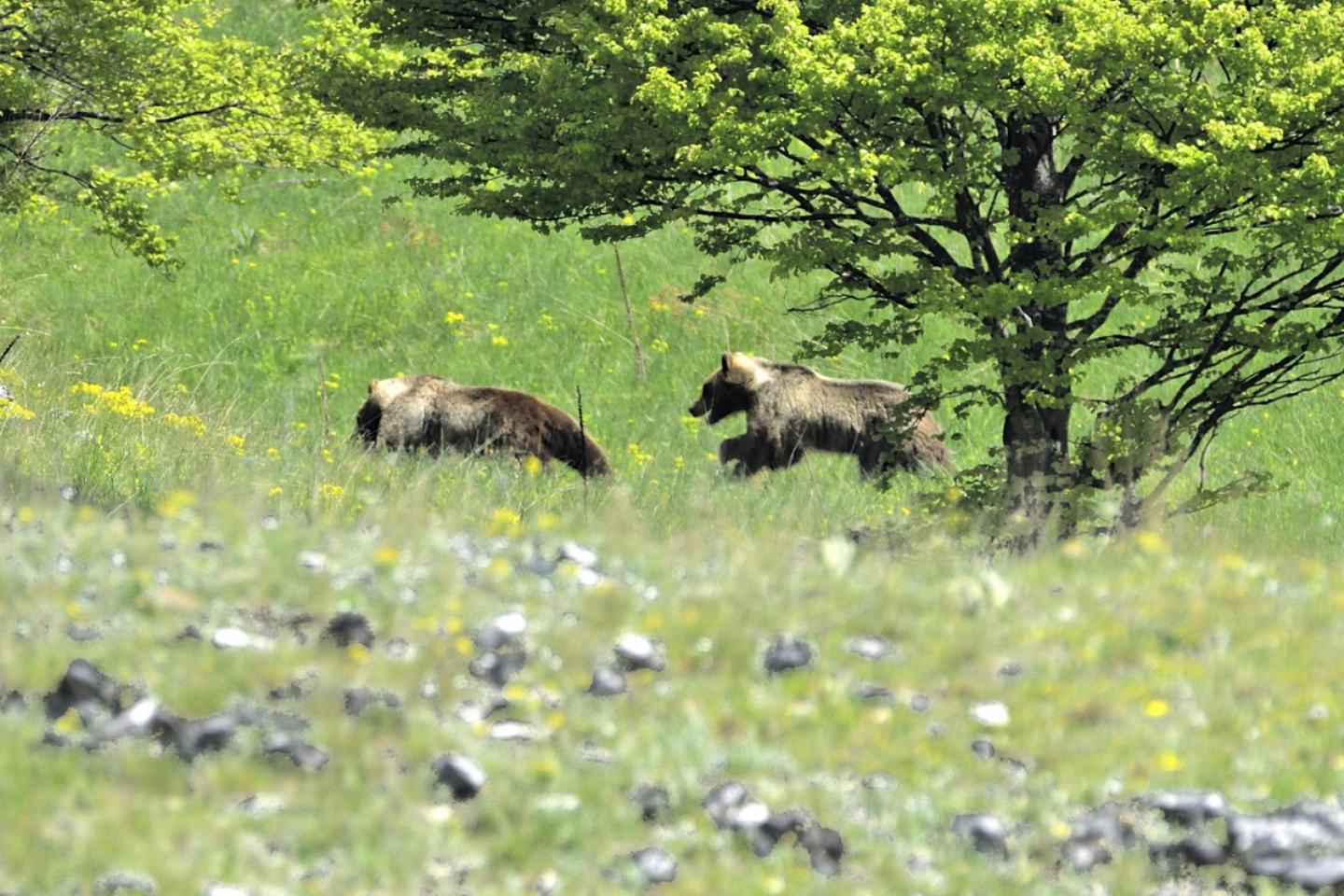 La promessa (orso bruno marsicano)